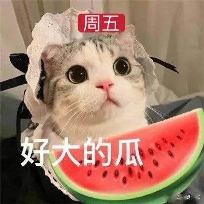 吃瓜娱乐的喵哥是谁呀,吃瓜娱乐界的神秘喵星人  第2张
